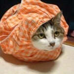 Profile picture of ozero (おぜろ/管理アカウント)